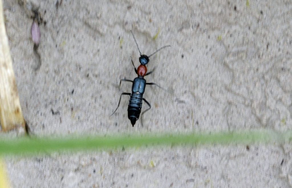 Staphylinidae: Paederidus ruficollis o sanguinicollis